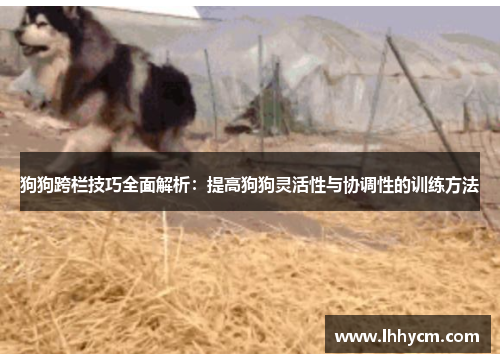狗狗跨栏技巧全面解析：提高狗狗灵活性与协调性的训练方法